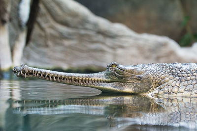 Close-up of crocodile swimming in water