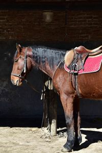 Horse standing at farm on sunny day