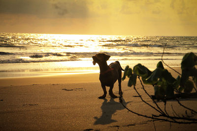 Silhouette people walking at beach during sunset