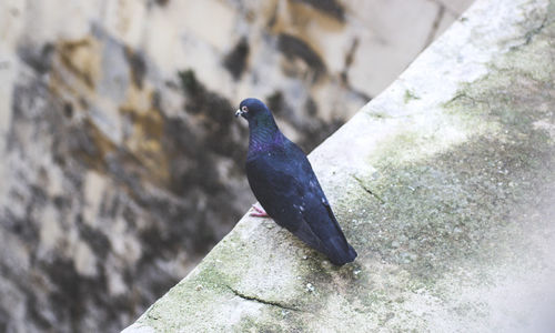 Close-up of pigeon perching on rock