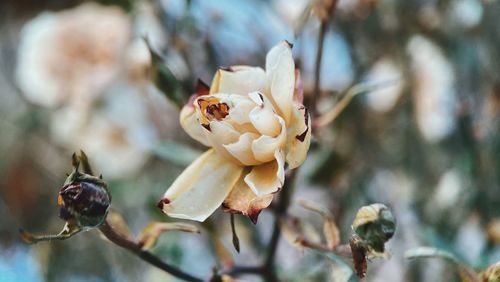 Close-up of white flowering plant