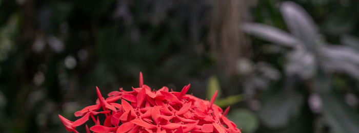 Close-up of red flowering plant