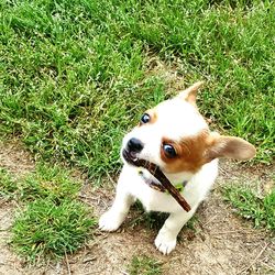 High angle view of dog on field