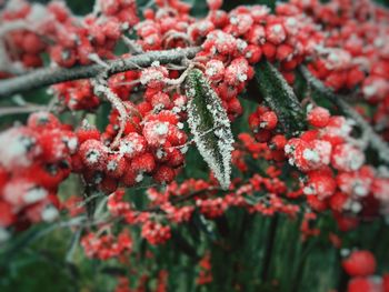 Close-up of frozen plant