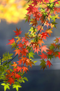 Close-up of maple leaves on tree