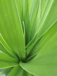 Close-up of green leaves