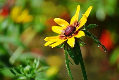 Close-up of yellow flower blooming outdoors