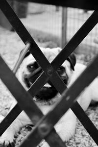 Close-up of portrait of horse on metal fence