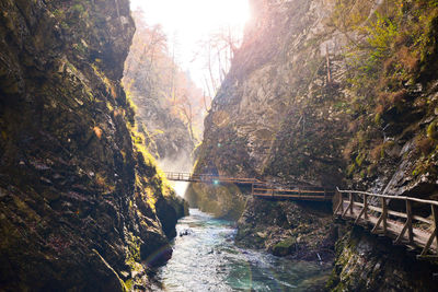 River passing through a forest