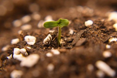 Close-up of plant