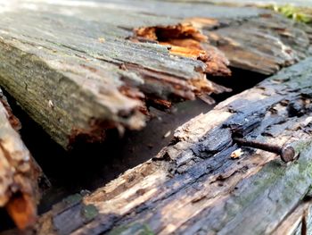 High angle view of wood in forest