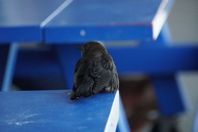 Close-up of bird perching on table