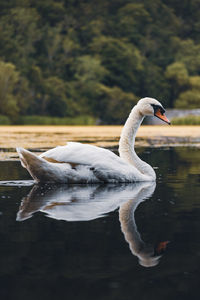 Close-up of swan swimming in lake