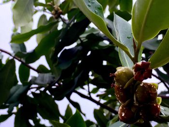 Low angle view of fruits on tree