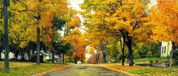 Road passing through autumn trees