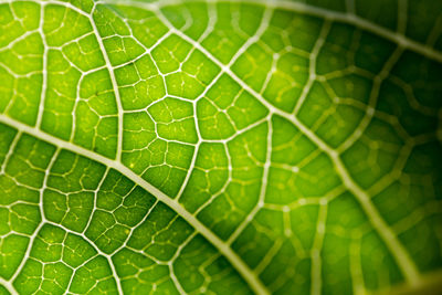 Close-up of green lizard on leaf