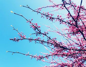 Low angle view of flowering tree against blue sky