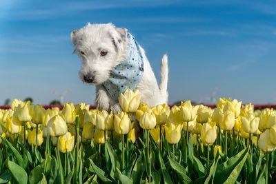 Close-up of a white dog