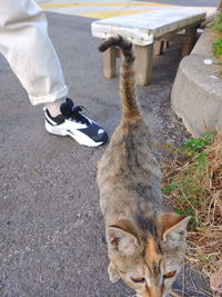 Low section of person with cat on street