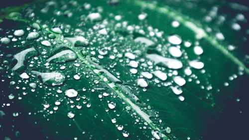 Close-up of water drops on leaves