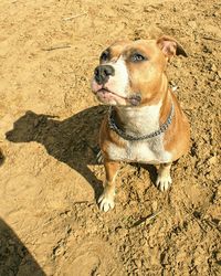 Close-up of dog sitting on sand