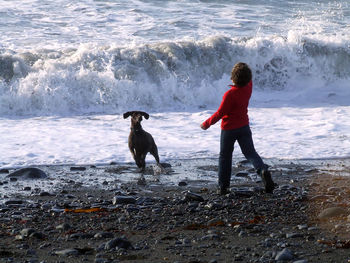 Full length of dog standing on beach against sky