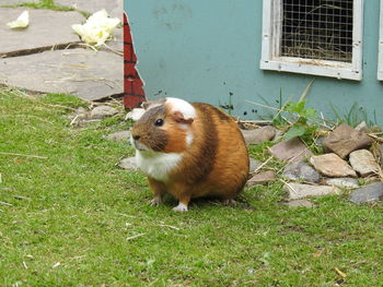 View of guinea pig on grass