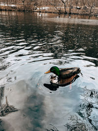 High angle view of mallard duck swimming in lake