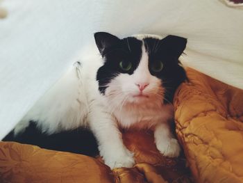 Portrait of cat