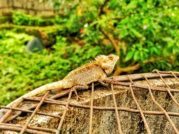 Close-up of a lizard on rock