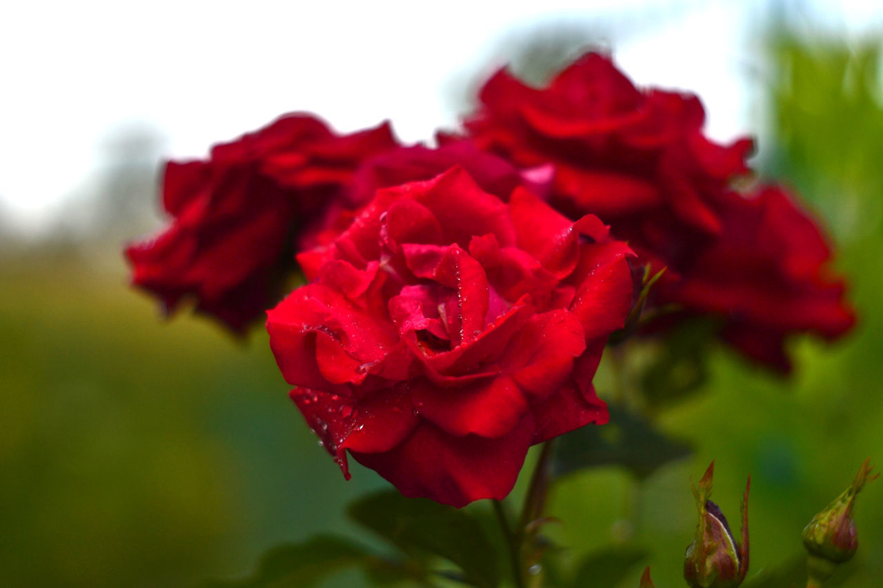 CLOSE-UP OF RED ROSE PLANT