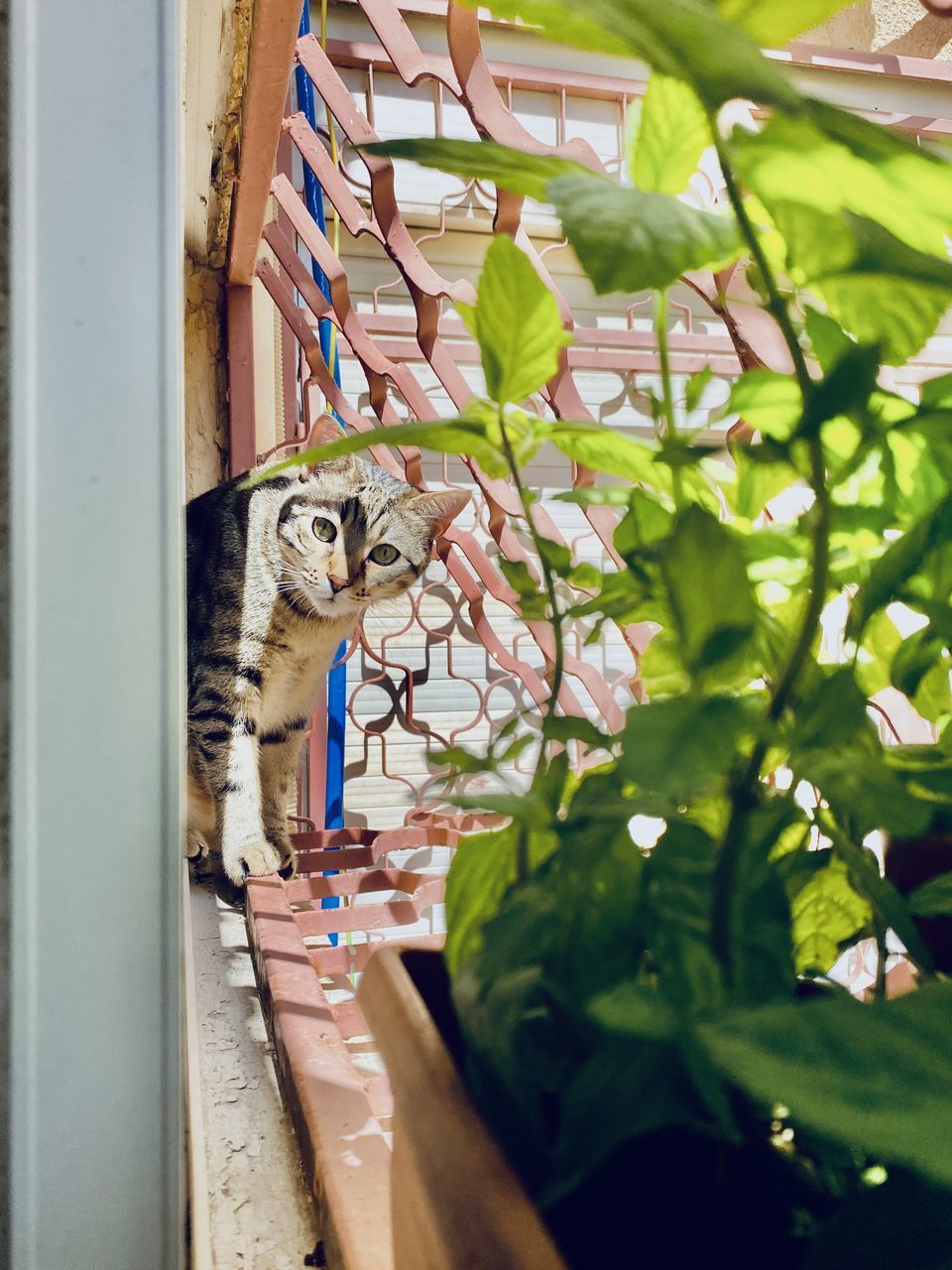 PORTRAIT OF A CAT WITH GREEN PLANTS