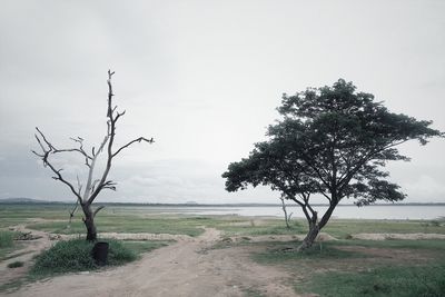 Tree on landscape against sky