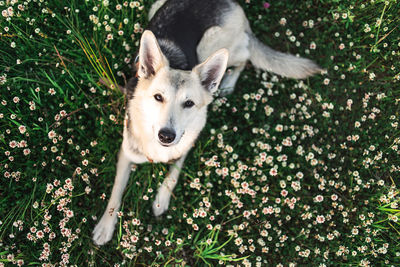 Portrait of dog on field