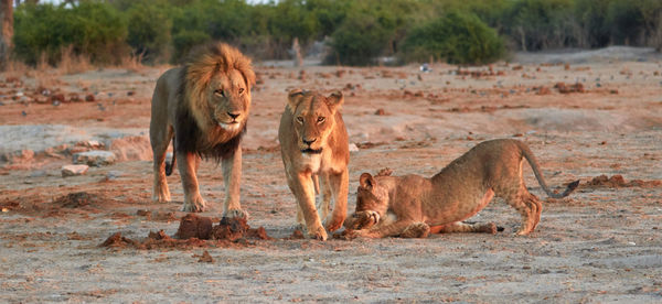 Pride of savuti lions, botswana