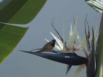 Bird perching on a plant