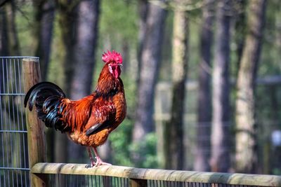 Close-up of rooster on tree trunk