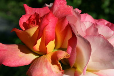 Close-up of pink rose