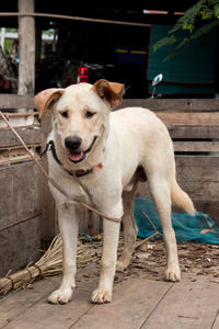 Portrait of dog standing on footpath