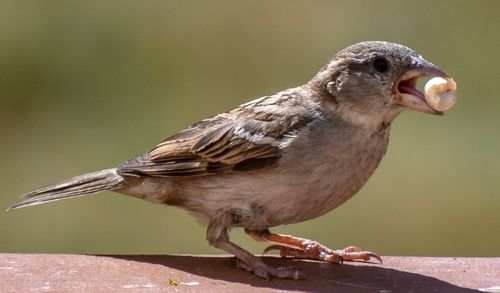 Close-up of bird perching