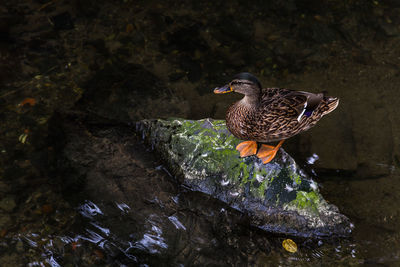 Bird perching on rock by water