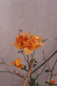 Close-up of yellow flowering plant