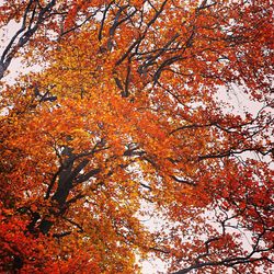 Low angle view of trees