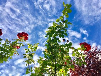 Low angle view of flower tree against sky