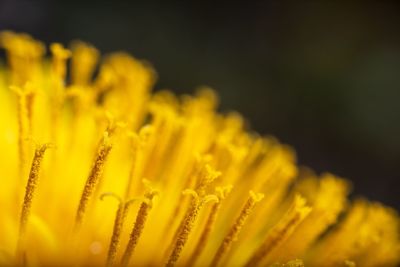 Close-up of yellow flowering plant