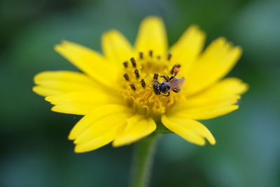 Close-up of insect on yellow flower