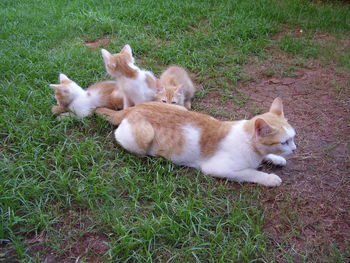 High angle view of cat lying on grass