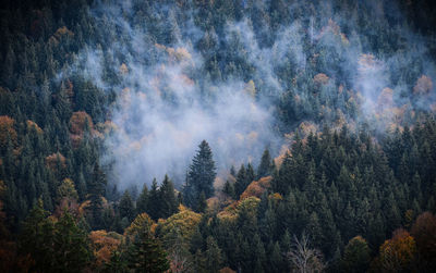 Fog over the forest