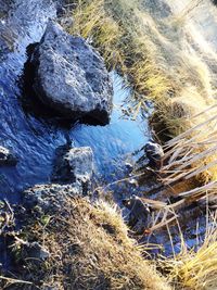 High angle view of grass in water