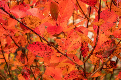 A beautiful red leaves of the aronia bush in autumn. bright natural pattern in the garden. 